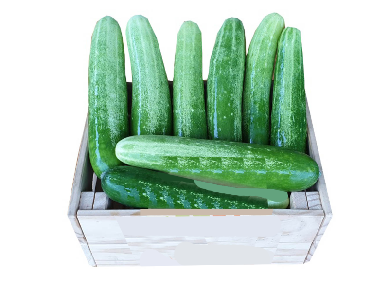 Organic Cucumber